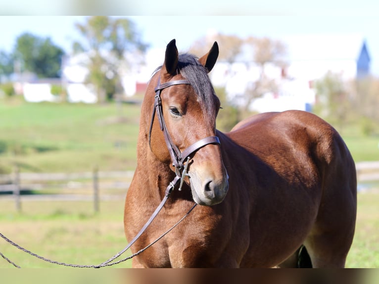 Percheron Mix Wallach 4 Jahre 157 cm Rotbrauner in Gap, PA Percheron Mix Wallach 4 Jahre 157 cm Rotbrauner in Gap, PA