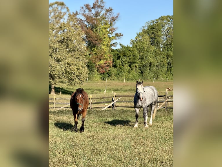 Percheron Mix Wallach 4 Jahre 157 cm Rotbrauner in Gap, PA Percheron Mix Wallach 4 Jahre 157 cm Rotbrauner in Gap, PA