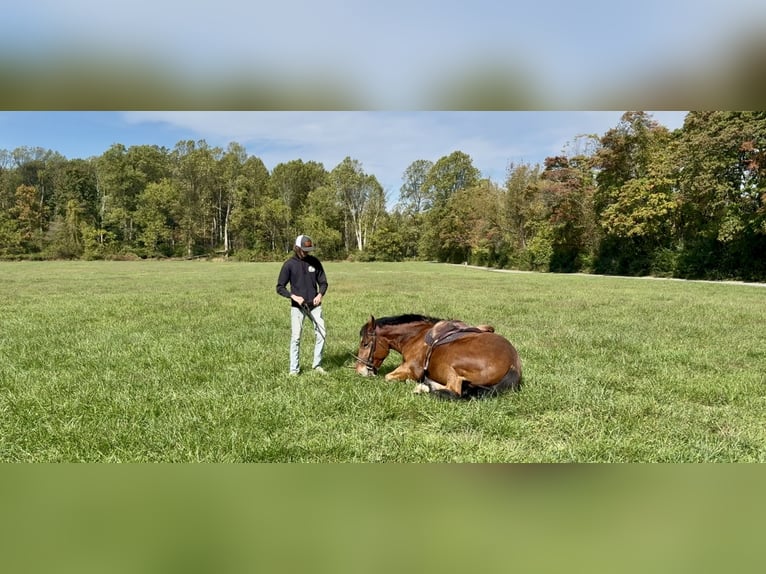 Percheron Mix Wallach 4 Jahre 157 cm Rotbrauner in Gap, PA Percheron Mix Wallach 4 Jahre 157 cm Rotbrauner in Gap, PA