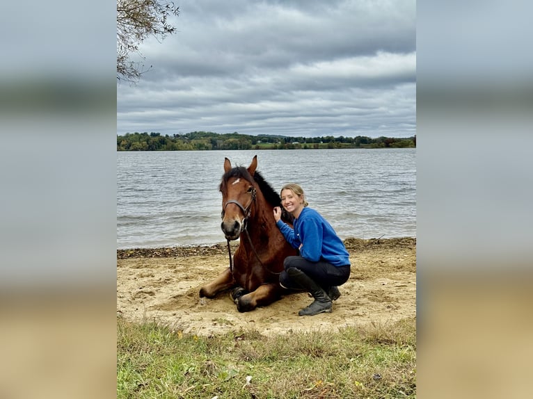 Percheron Mix Wallach 4 Jahre 157 cm Rotbrauner in Gap, PA Percheron Mix Wallach 4 Jahre 157 cm Rotbrauner in Gap, PA