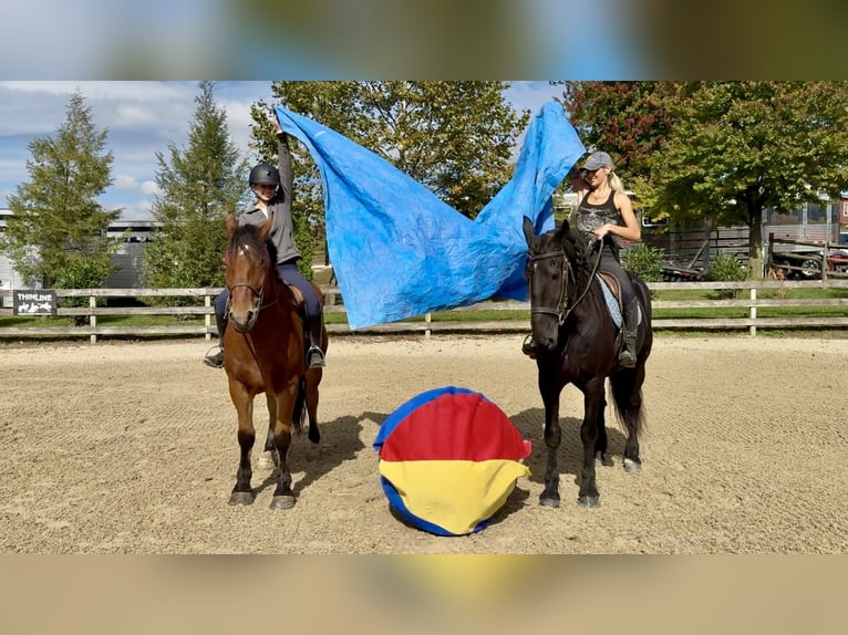Percheron Mix Wallach 4 Jahre 157 cm Rotbrauner in Gap, PA Percheron Mix Wallach 4 Jahre 157 cm Rotbrauner in Gap, PA