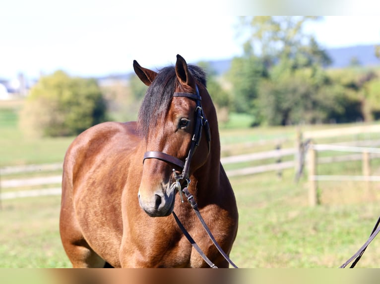 Percheron Mix Wallach 4 Jahre 157 cm Rotbrauner in Gap, PA Percheron Mix Wallach 4 Jahre 157 cm Rotbrauner in Gap, PA