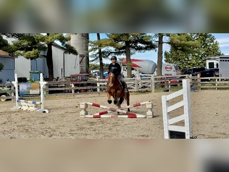 Percheron Mix Wallach 4 Jahre 157 cm Rotbrauner in Gap, PA Percheron Mix Wallach 4 Jahre 157 cm Rotbrauner in Gap, PA