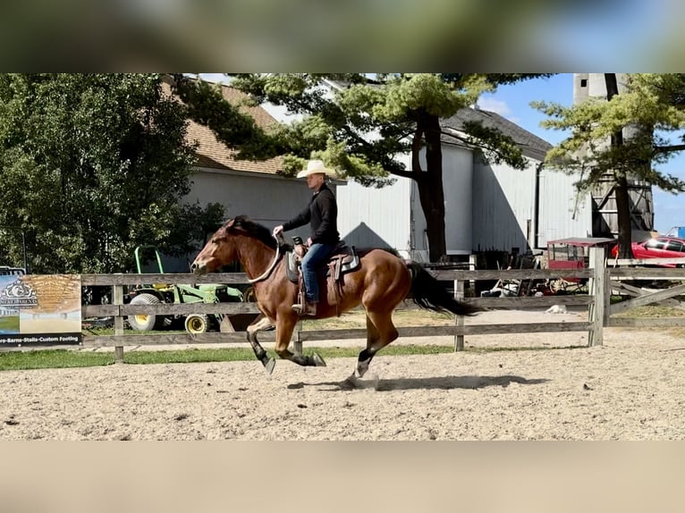 Percheron Mix Wallach 4 Jahre 157 cm Rotbrauner in Gap, PA Percheron Mix Wallach 4 Jahre 157 cm Rotbrauner in Gap, PA