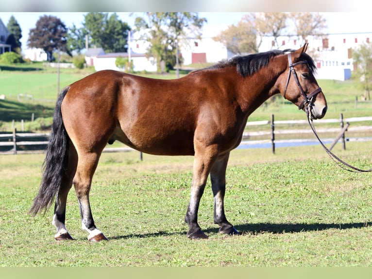 Percheron Mix Wallach 4 Jahre 157 cm Rotbrauner in Gap, PA Percheron Mix Wallach 4 Jahre 157 cm Rotbrauner in Gap, PA
