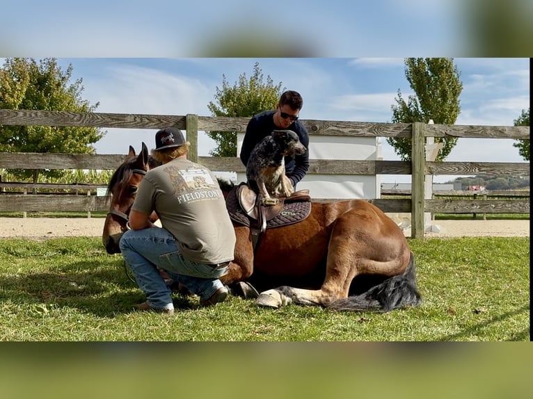 Percheron Mix Wallach 4 Jahre 157 cm Rotbrauner in Gap, PA Percheron Mix Wallach 4 Jahre 157 cm Rotbrauner in Gap, PA