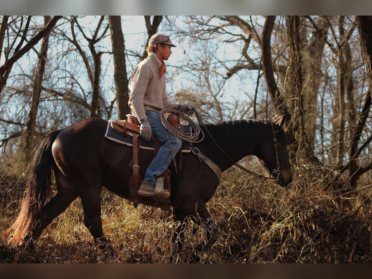 Percheron Mix Wallach 4 Jahre 160 cm Dunkelbrauner in Baxter Springs, KS