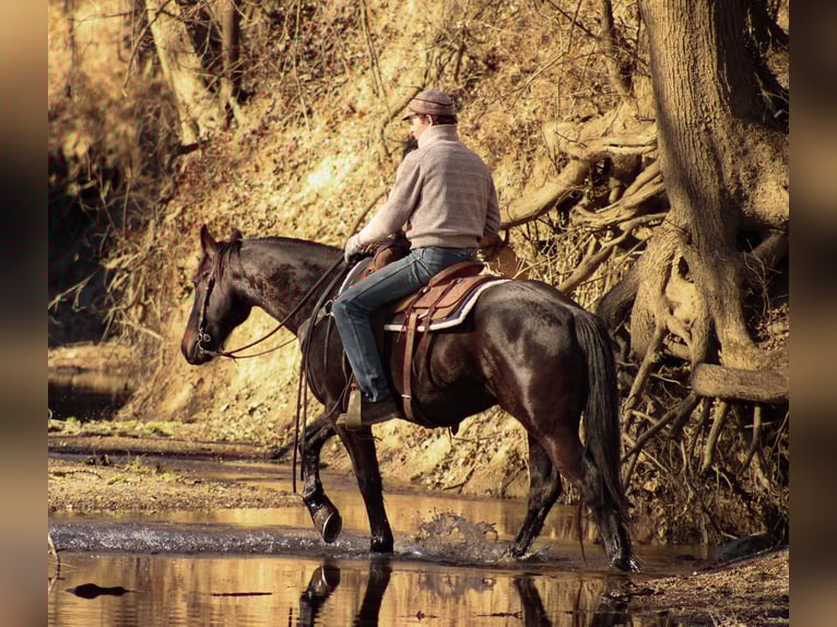 Percheron Mix Wallach 4 Jahre 160 cm Dunkelbrauner in Baxter Springs, KS