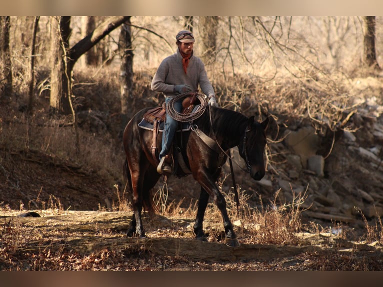 Percheron Mix Wallach 4 Jahre 160 cm Dunkelbrauner in Baxter Springs, KS