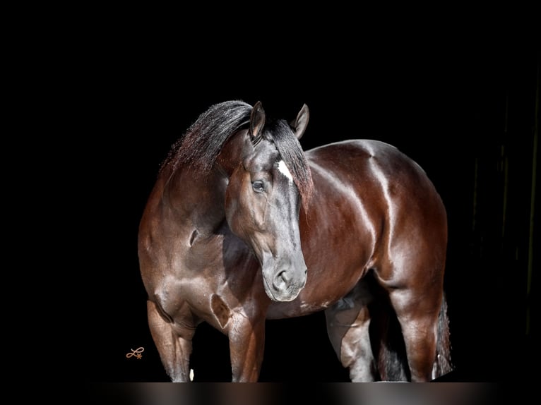 Percheron Mix Wallach 4 Jahre 160 cm Rappe in Canistota