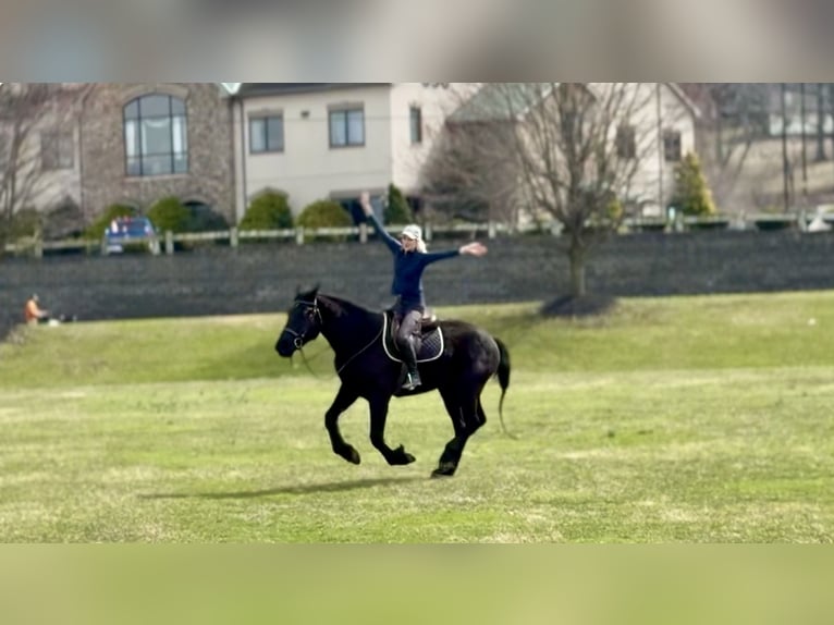 Percheron Mix Wallach 4 Jahre 160 cm Rappe in Gap