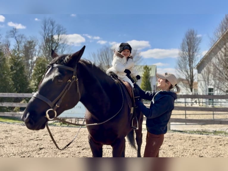 Percheron Mix Wallach 4 Jahre 160 cm Rappe in Gap