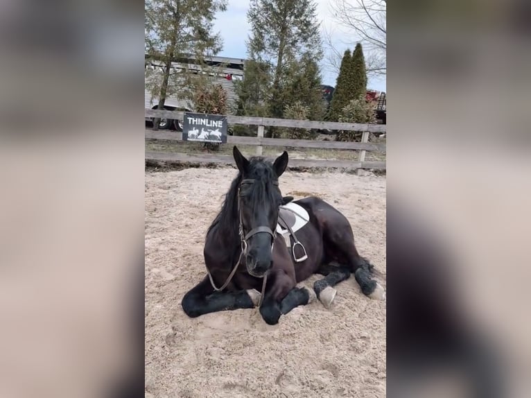 Percheron Mix Wallach 4 Jahre 160 cm Rappe in Gap