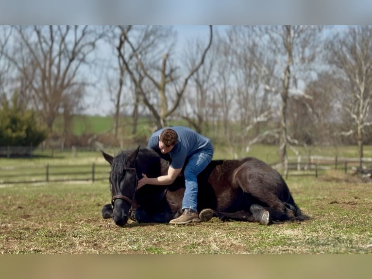 Percheron Mix Wallach 4 Jahre 160 cm Rappe in Gap