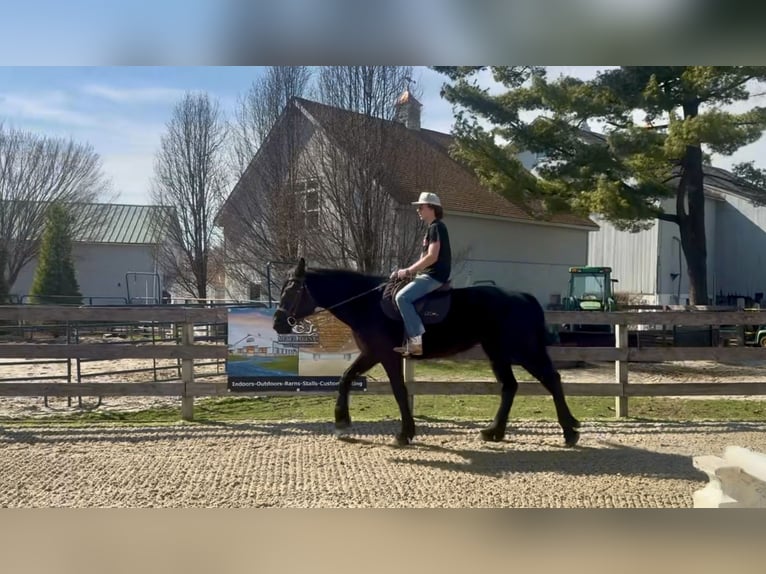 Percheron Mix Wallach 4 Jahre 160 cm Rappe in Gap