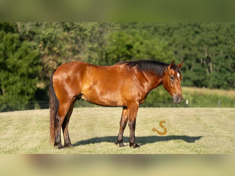 Percheron Mix Wallach 4 Jahre 160 cm Rotbrauner in Bogard, MO