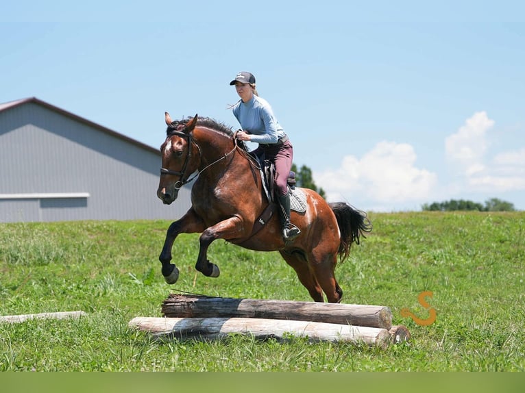 Percheron Mix Wallach 4 Jahre 160 cm Rotbrauner in Bogard, MO