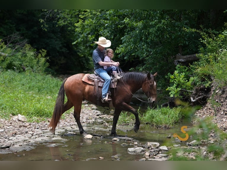 Percheron Mix Wallach 4 Jahre 160 cm Rotbrauner in Bogard, MO