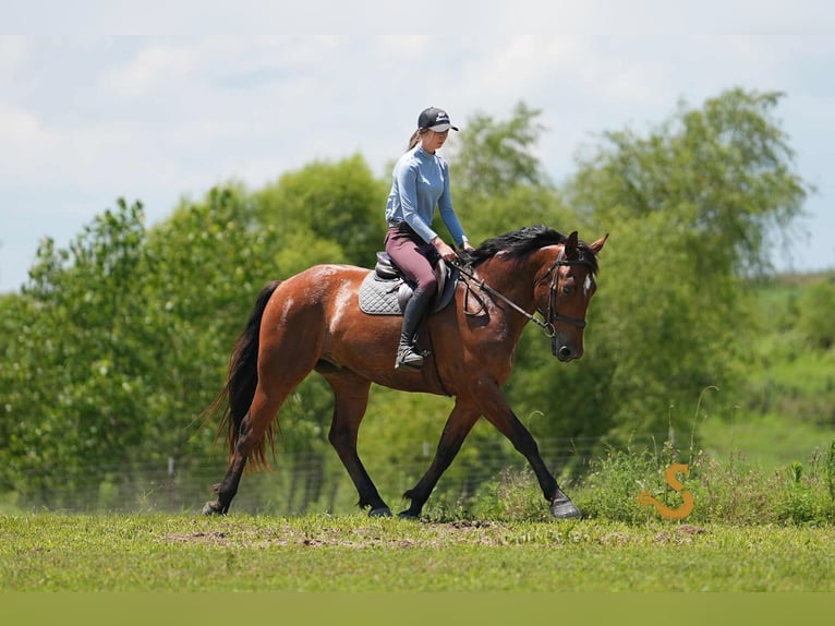 Percheron Mix Wallach 4 Jahre 160 cm Rotbrauner in Bogard, MO
