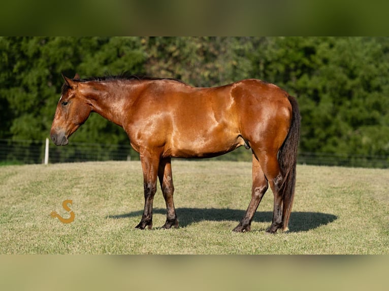 Percheron Mix Wallach 4 Jahre 160 cm Rotbrauner in Bogard, MO