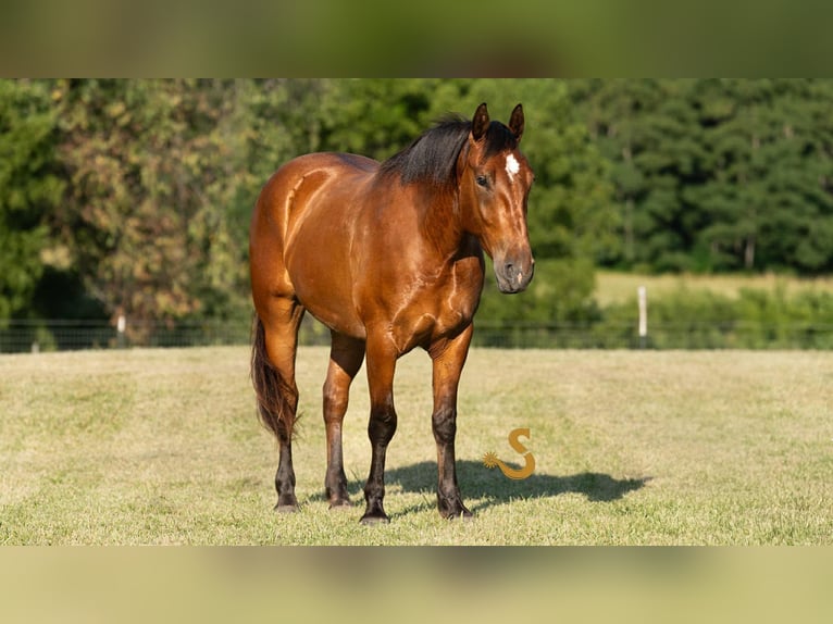 Percheron Mix Wallach 4 Jahre 160 cm Rotbrauner in Bogard, MO