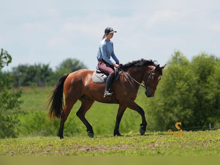 Percheron Mix Wallach 4 Jahre 160 cm Rotbrauner in Bogard, MO