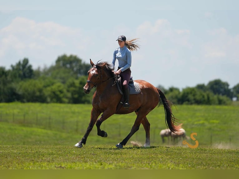 Percheron Mix Wallach 4 Jahre 160 cm Rotbrauner in Bogard, MO
