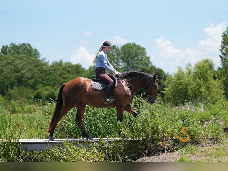 Percheron Mix Wallach 4 Jahre 160 cm Rotbrauner in Bogard, MO