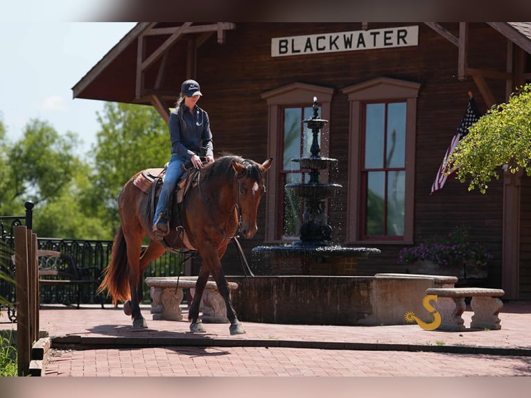 Percheron Mix Wallach 4 Jahre 160 cm Rotbrauner in Bogard, MO