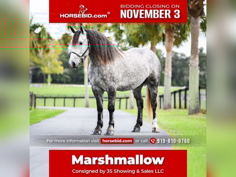 Percheron Mix Wallach 4 Jahre 160 cm Schimmel in Ocala Percheron Mix Wallach 4 Jahre 160 cm Schimmel in Ocala