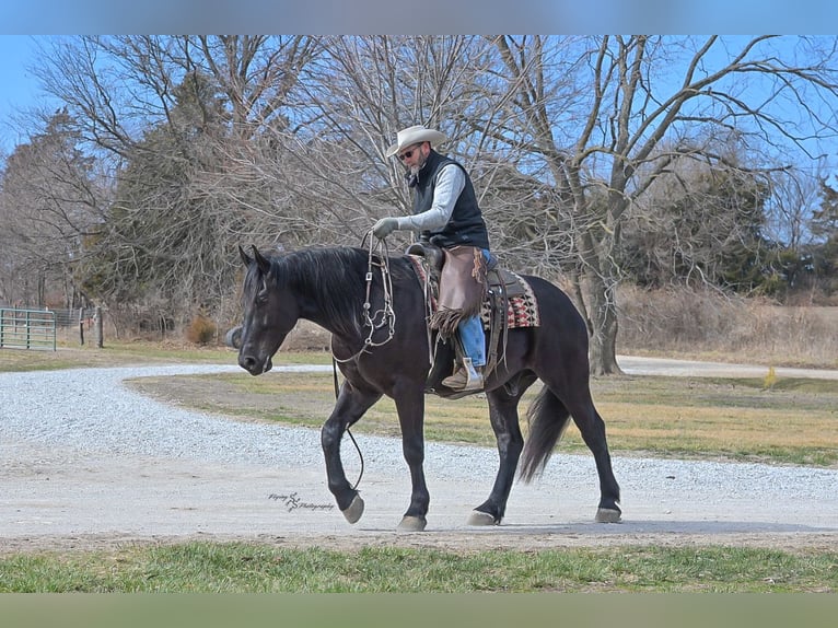 Percheron Mix Wallach 4 Jahre 163 cm Rappe in Harwood