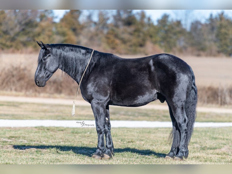 Percheron Mix Wallach 4 Jahre 163 cm Rappe in Harwood