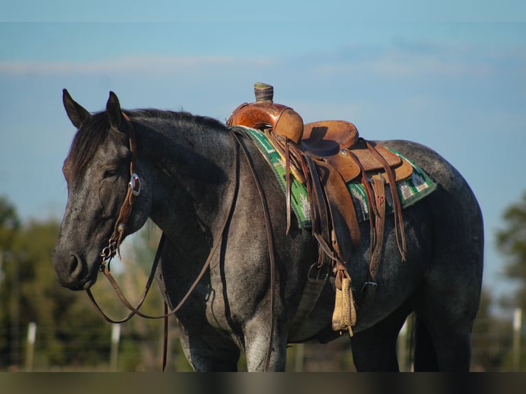 Percheron Mix Wallach 4 Jahre 163 cm Roan-Blue in Baxter Springs