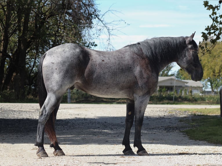 Percheron Mix Wallach 4 Jahre 163 cm Roan-Blue in Baxter Springs