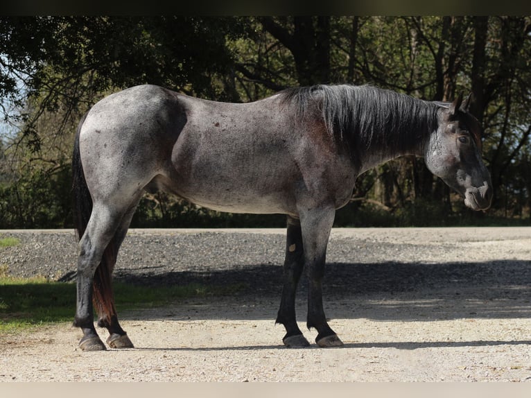 Percheron Mix Wallach 4 Jahre 163 cm Roan-Blue in Baxter Springs