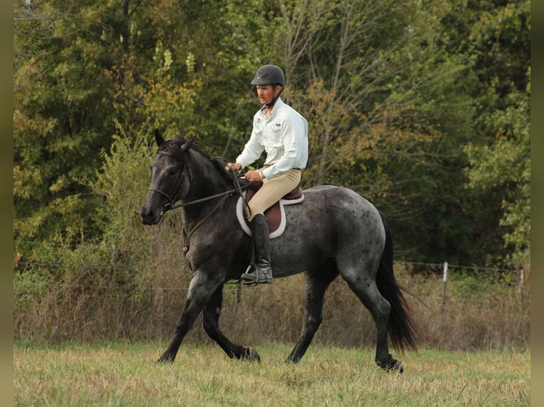 Percheron Mix Wallach 4 Jahre 163 cm Roan-Blue in Baxter Springs