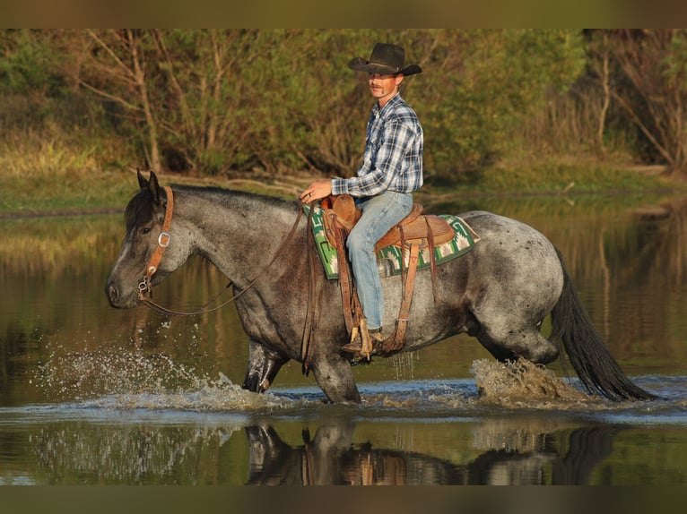 Percheron Mix Wallach 4 Jahre 163 cm Roan-Blue in Baxter Springs