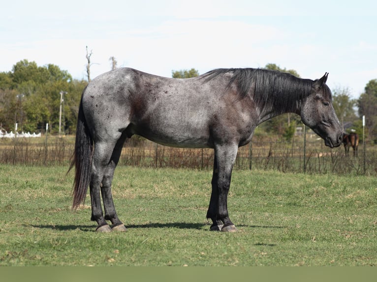 Percheron Mix Wallach 4 Jahre 163 cm Roan-Blue in Baxter Springs