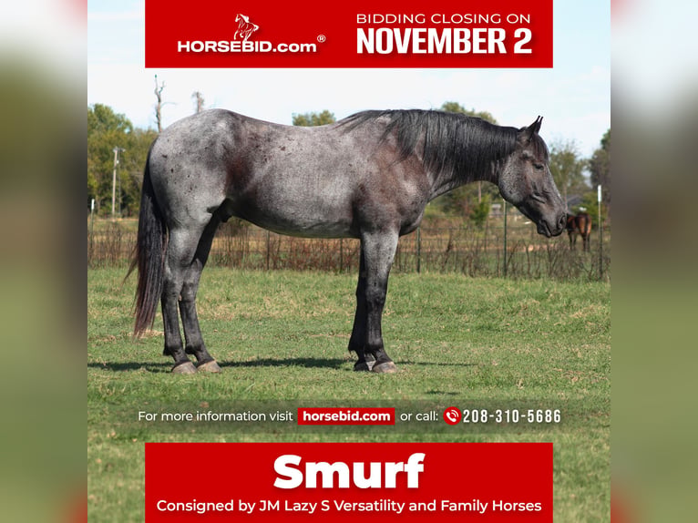 Percheron Mix Wallach 4 Jahre 163 cm Roan-Blue in Baxter Springs