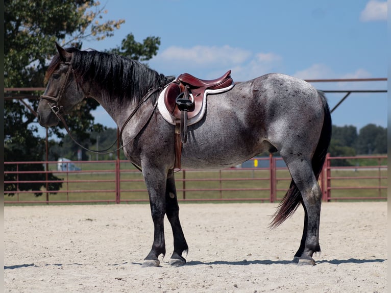 Percheron Mix Wallach 4 Jahre 163 cm Roan-Blue in Baxter Springs