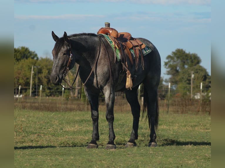 Percheron Mix Wallach 4 Jahre 163 cm Roan-Blue in Baxter Springs