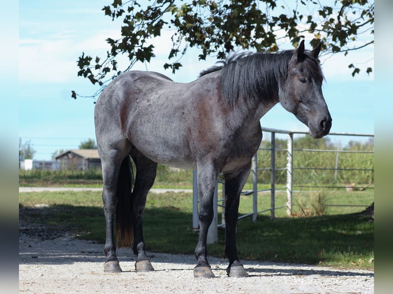 Percheron Mix Wallach 4 Jahre 163 cm Roan-Blue in Baxter Springs