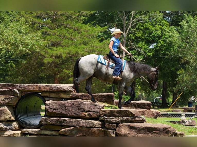 Percheron Mix Wallach 4 Jahre 163 cm Roan-Blue in Quitman
