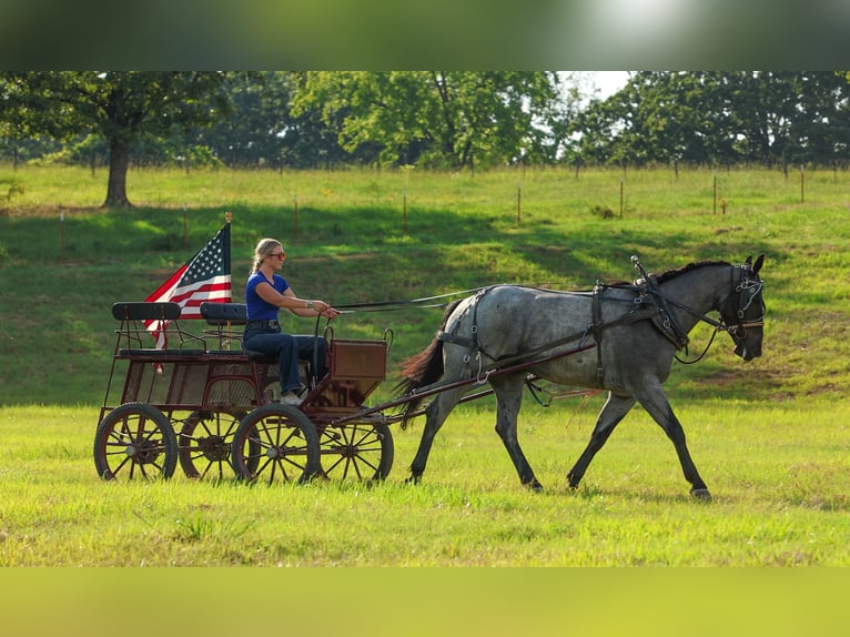 Percheron Mix Wallach 4 Jahre 163 cm Roan-Blue in Quitman