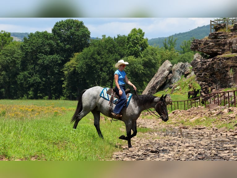 Percheron Mix Wallach 4 Jahre 163 cm Roan-Blue in Quitman