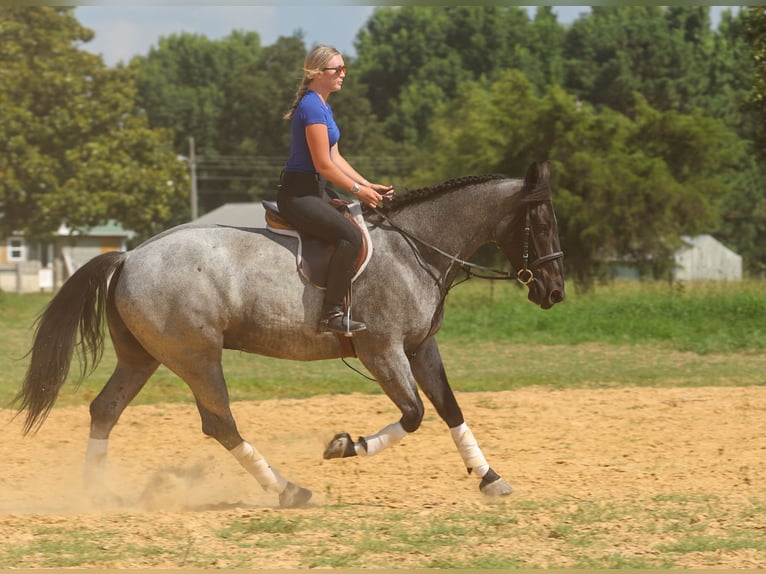 Percheron Mix Wallach 4 Jahre 163 cm Roan-Blue in Quitman