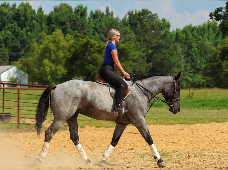 Percheron Mix Wallach 4 Jahre 163 cm Roan-Blue in Quitman