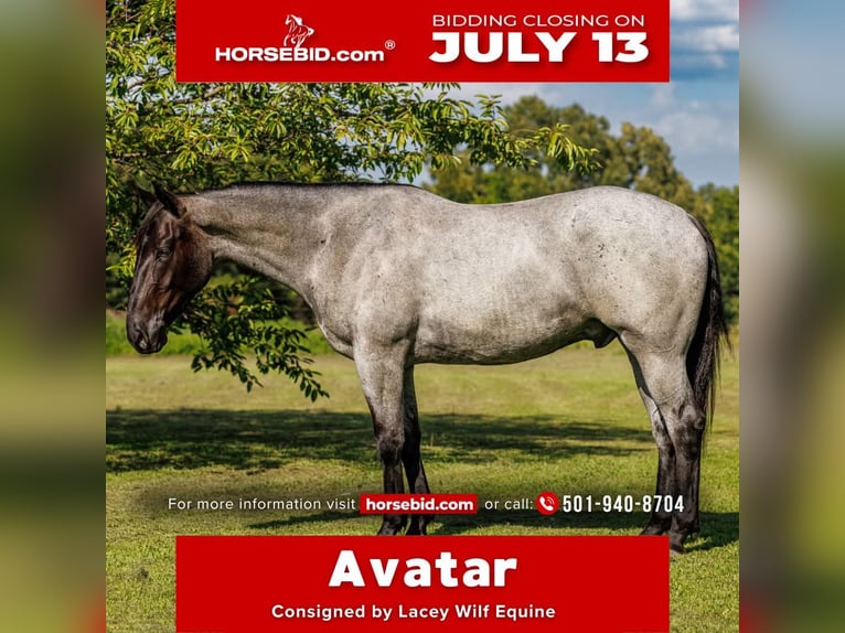 Percheron Mix Wallach 4 Jahre 163 cm Roan-Blue in Quitman
