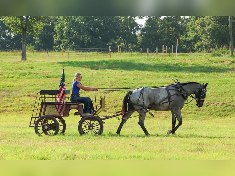 Percheron Mix Wallach 4 Jahre 163 cm Roan-Blue in Quitman