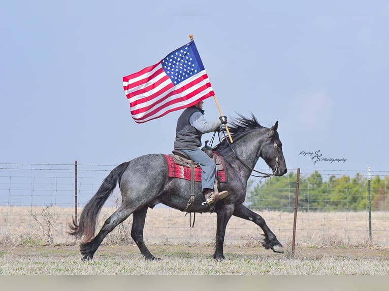 Percheron Wallach 4 Jahre 163 cm Roan-Blue in Fairbank IA